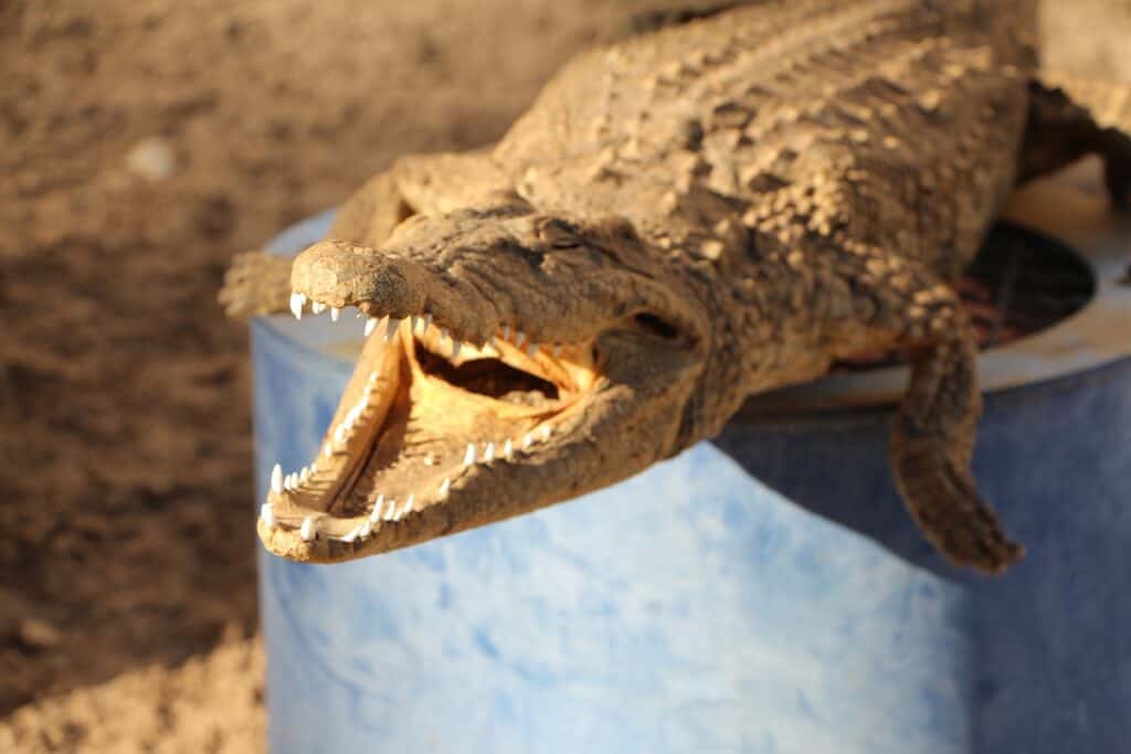 crocodile devant une maison nubienne