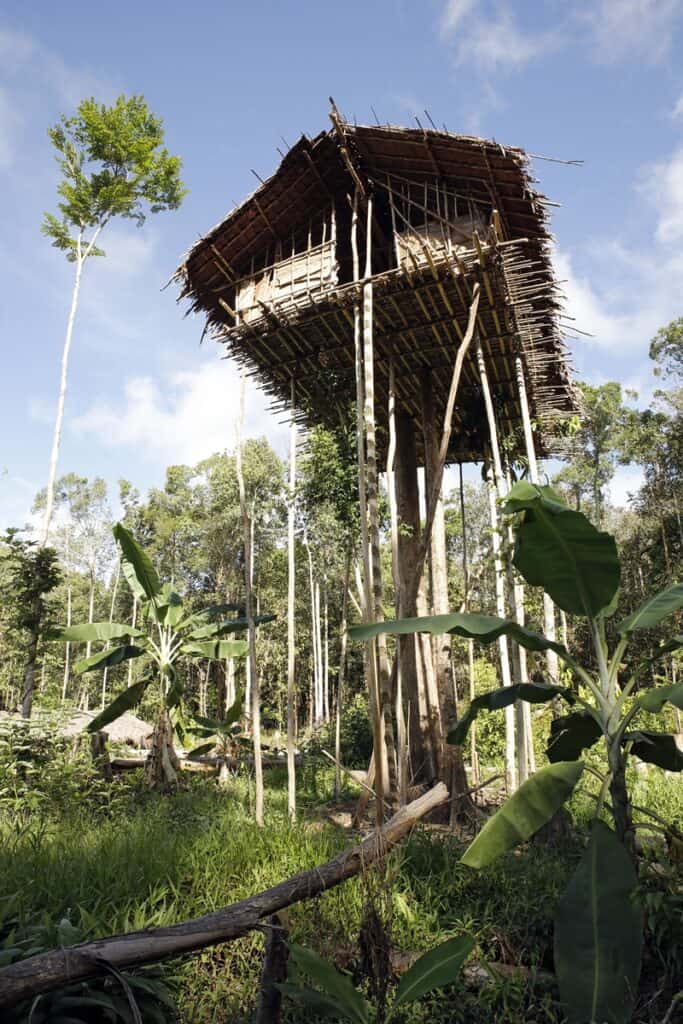 maison arbre korowai