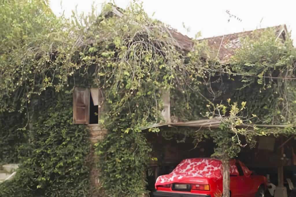 maison recouverte de végétation