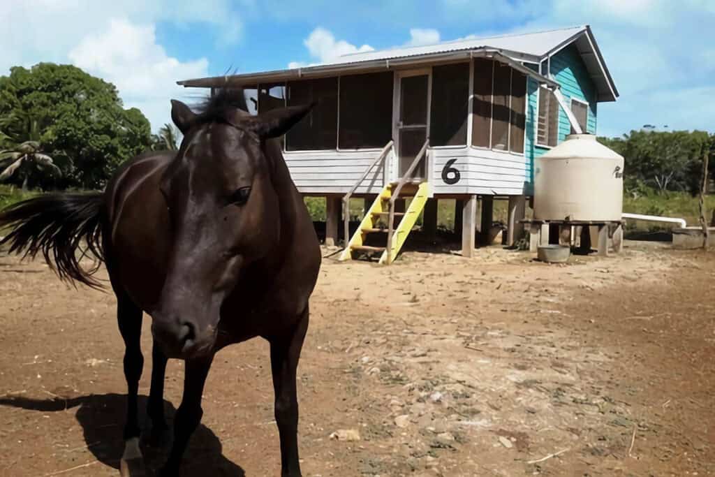 maison en bois sur pilotis au Belize