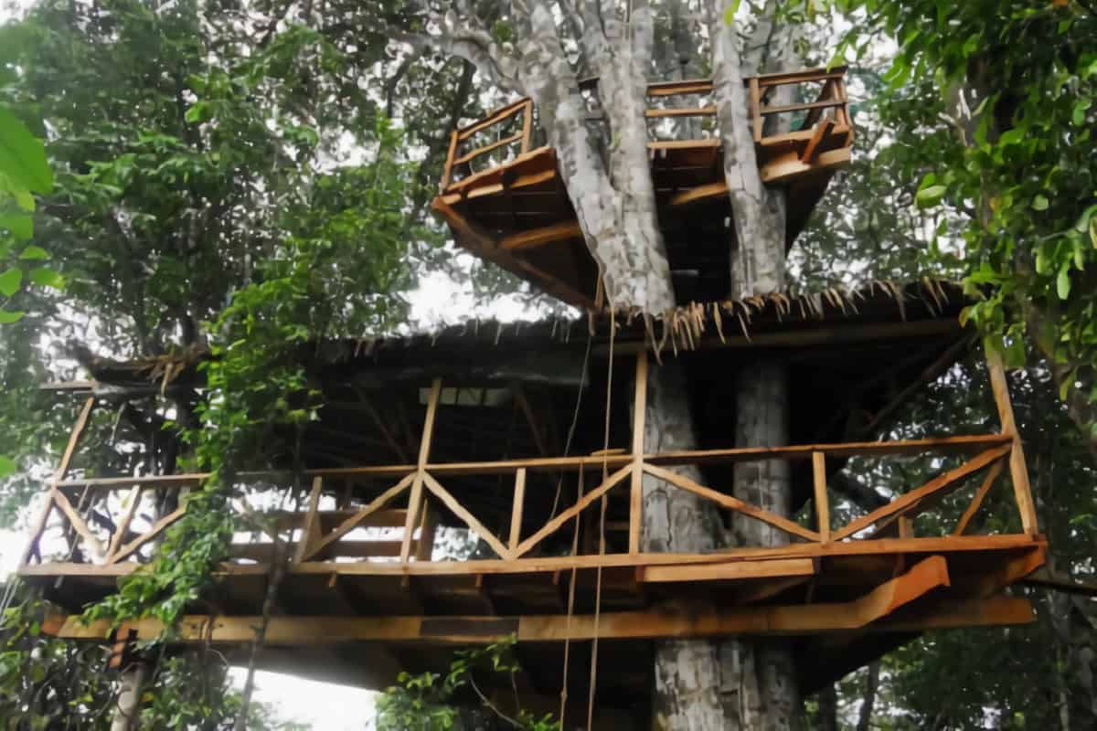 Cabane dans un arbre au Gabon