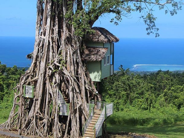 maison arbre samoa