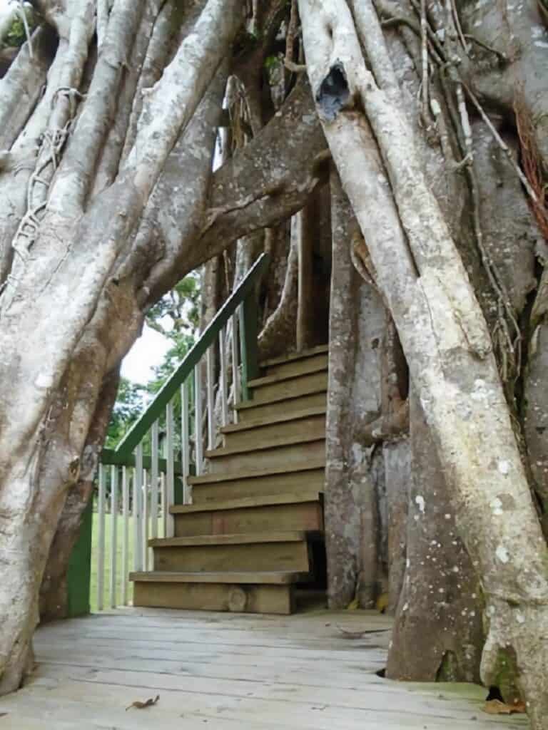 escalier vers la cabane arbre