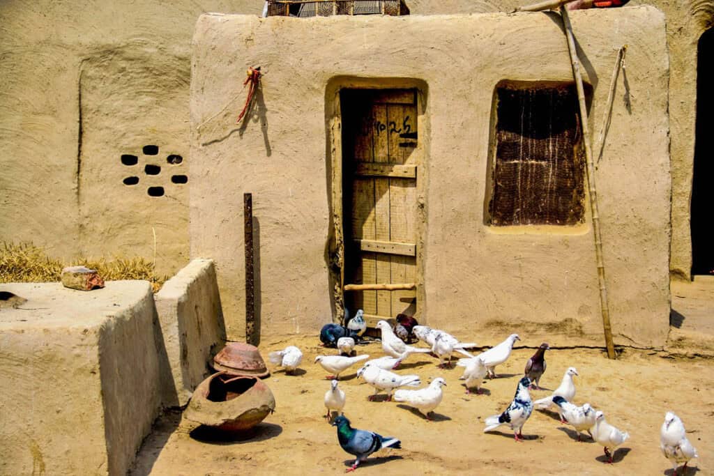 maison de boue et pigeons dans un village au Pakistan