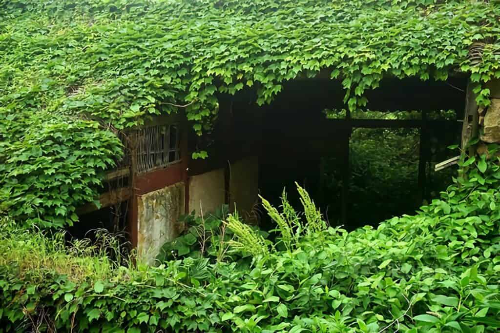 la nature recouvre le village