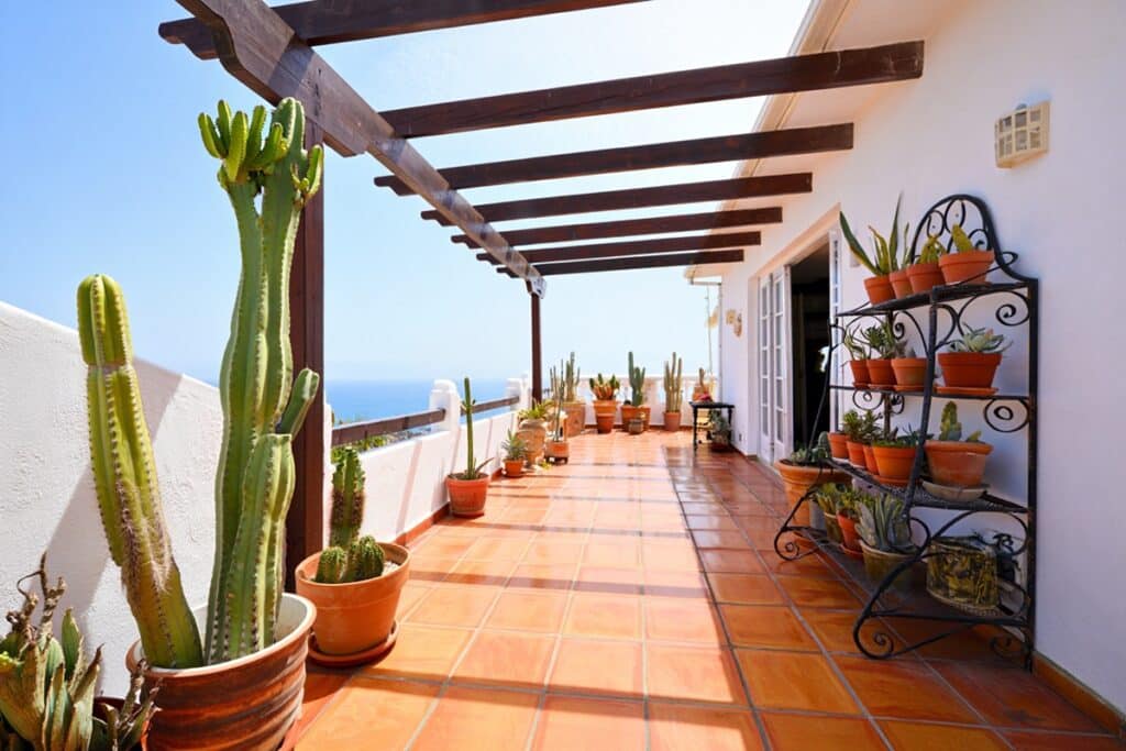 patio méditerranéen avec des cactus