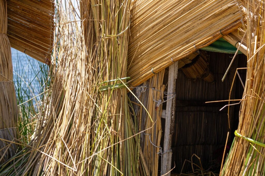 roseau totora