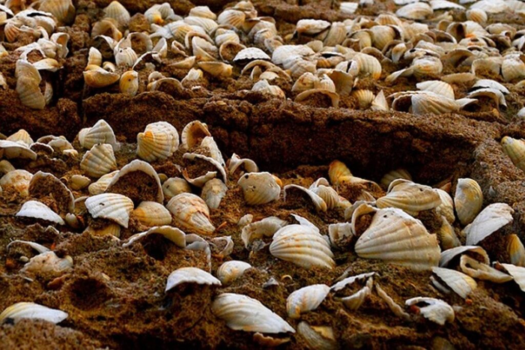 mur de coquillages à Fadiouth