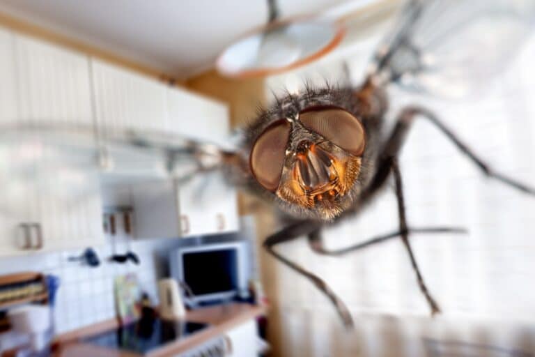 conseils pour éliminer les mouches dans la maison
