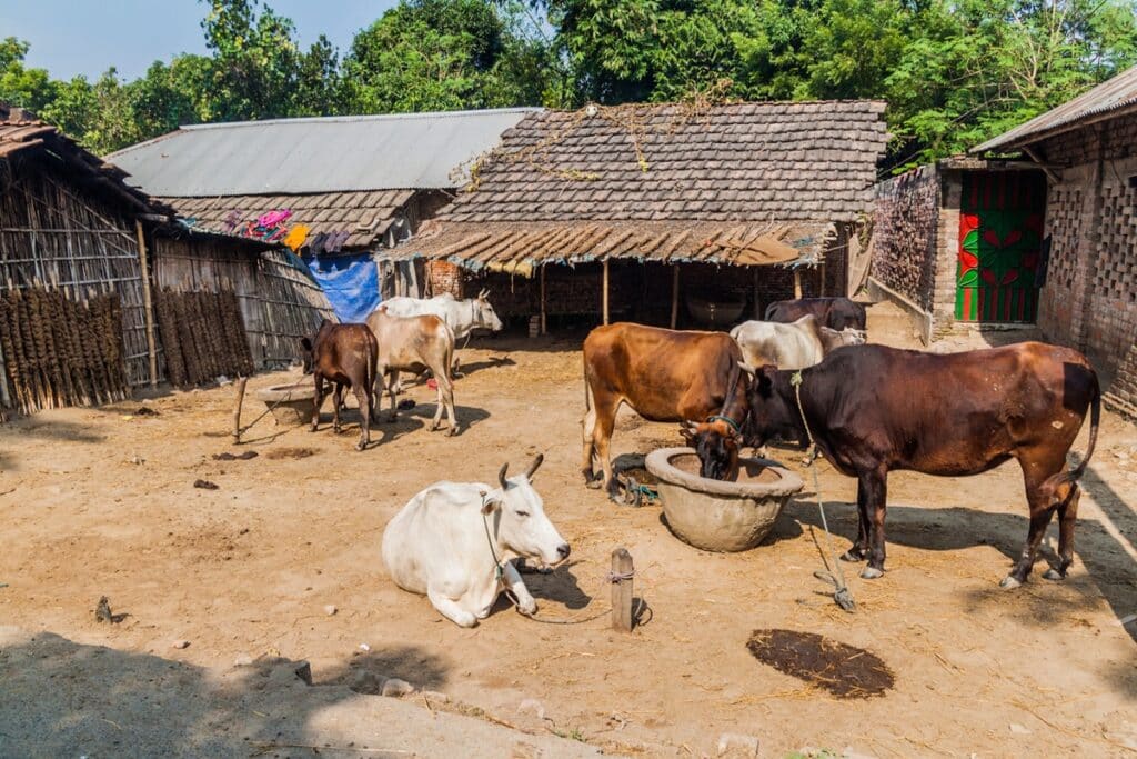 maisons rurales au Bangladesh
