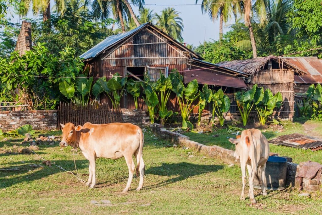vaches et maisons rurales au Bangladesh