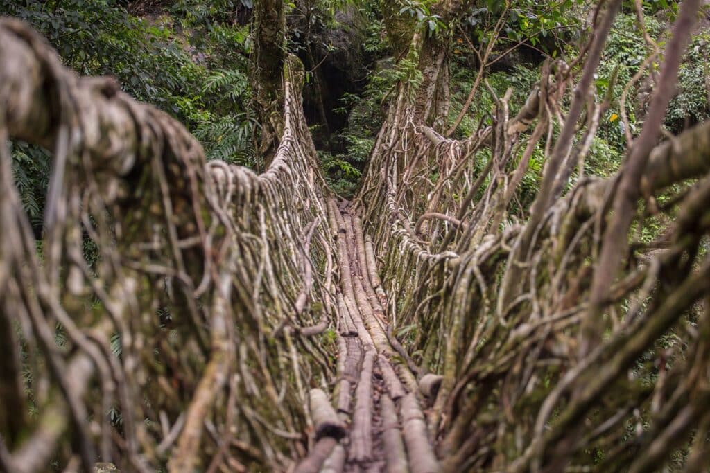 pont de racines khasi