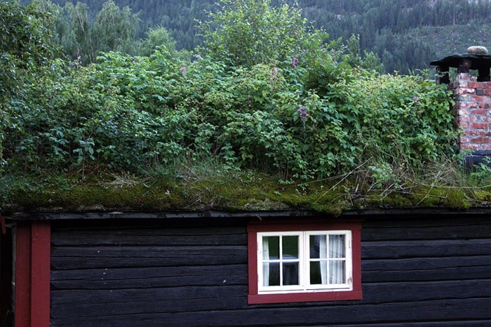 toit herbe norvège