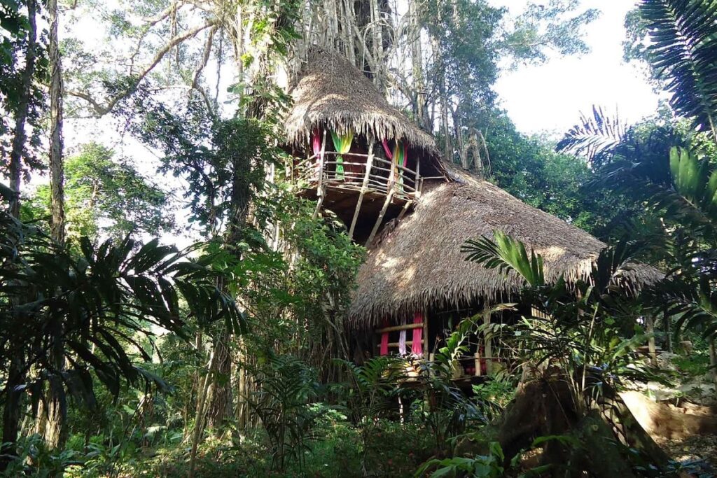 cabane dans un banian vanuatu