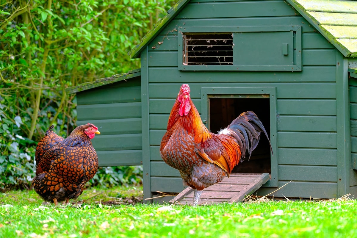 poulailler dans le jardin