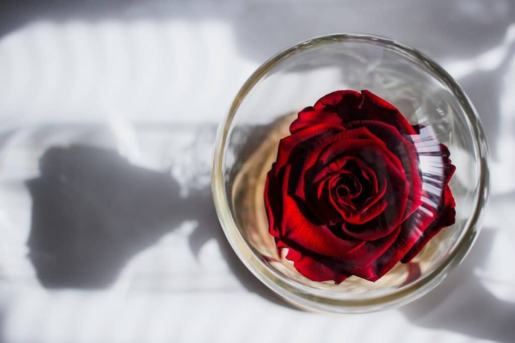 rose éternelle