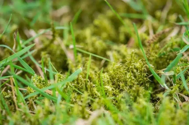 Mousse dans une pelouse