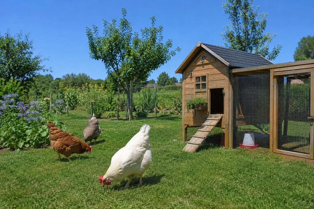 poules et petit poulailler dans un jardin