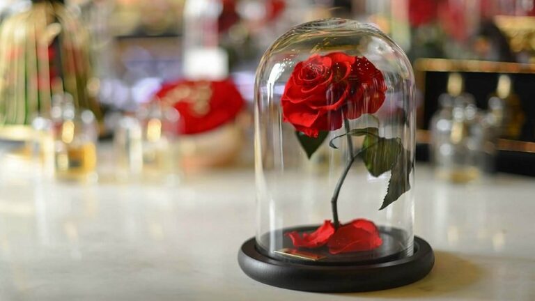 rose éternelle