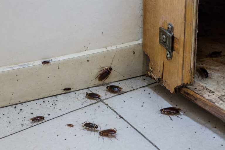 gros plan sur des blattes dans une vieille cuisine humide