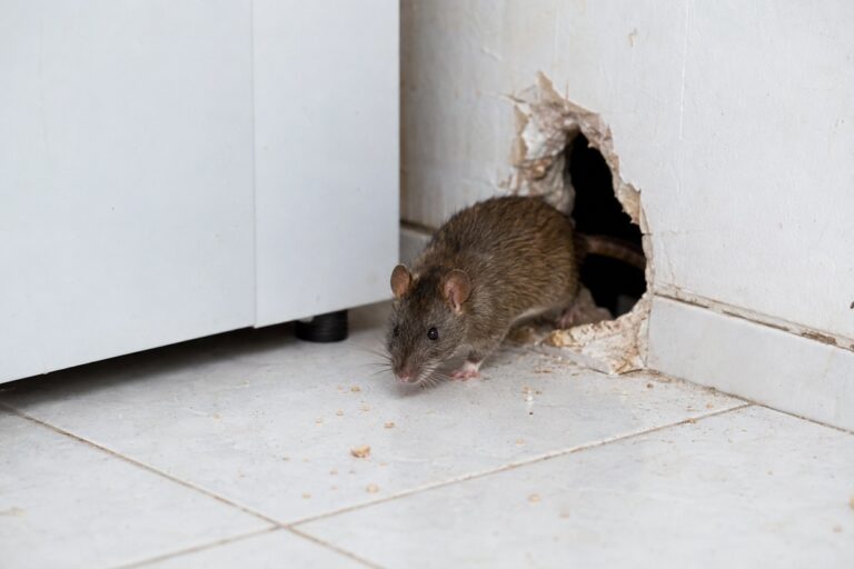 Rat sortant d’un mur en placo plâtre