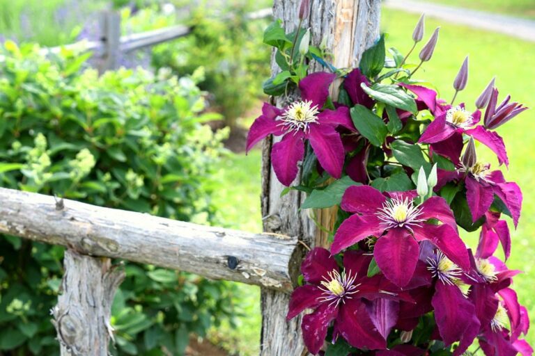 fleurs grimpantes