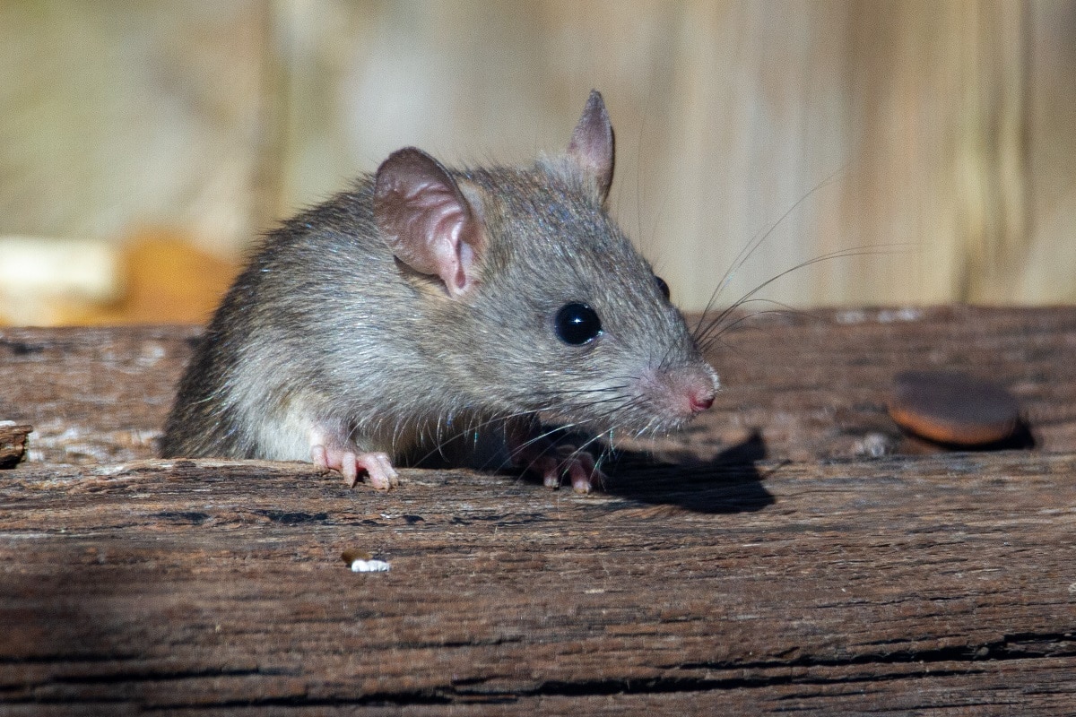 signes qui indiquent une infestation de rats