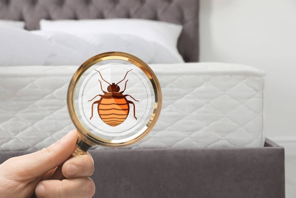 Comment venir à bout des punaises de lit
