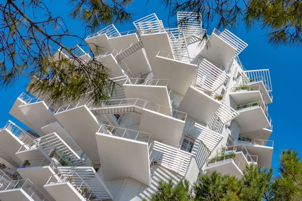 l'arbre blanc de Montpellier