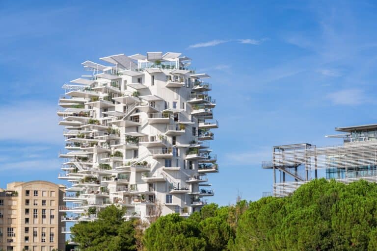 arbre blanc montpellier