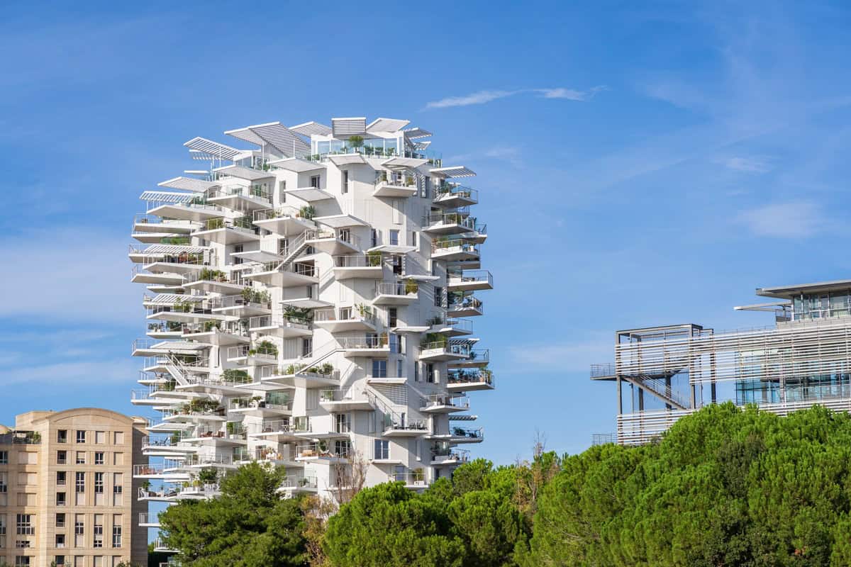 arbre blanc montpellier