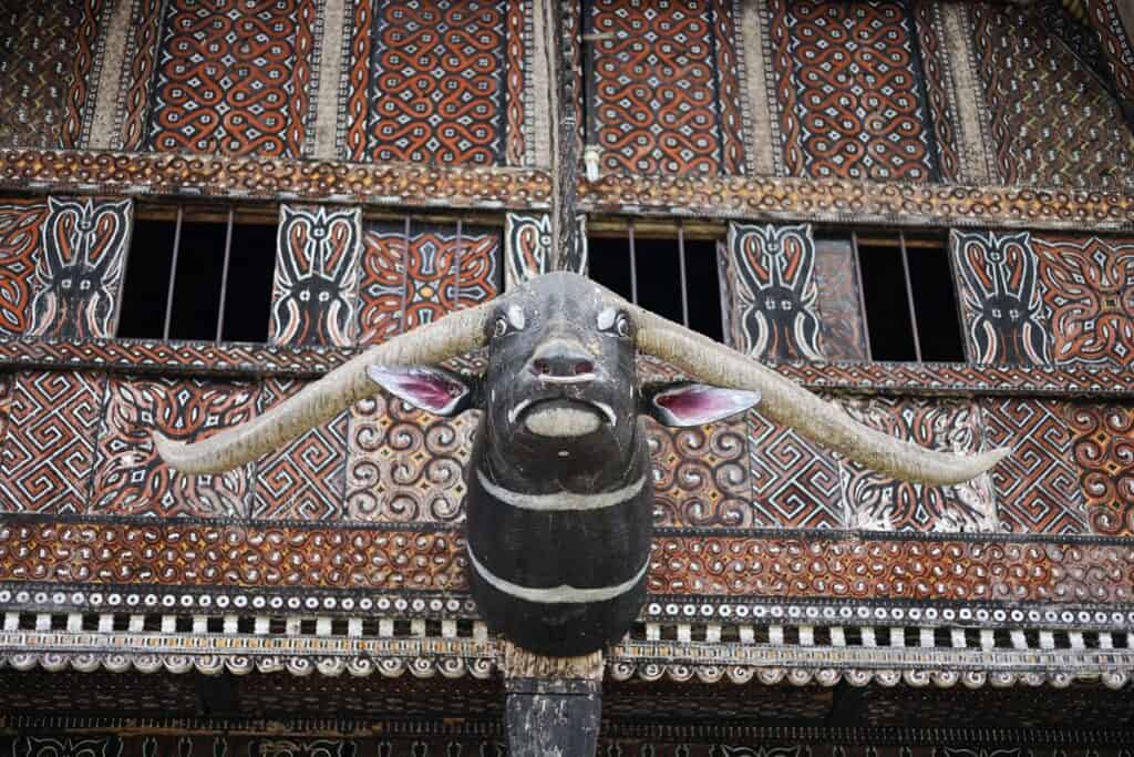 Tongkonan Toraja  crâne de buffle