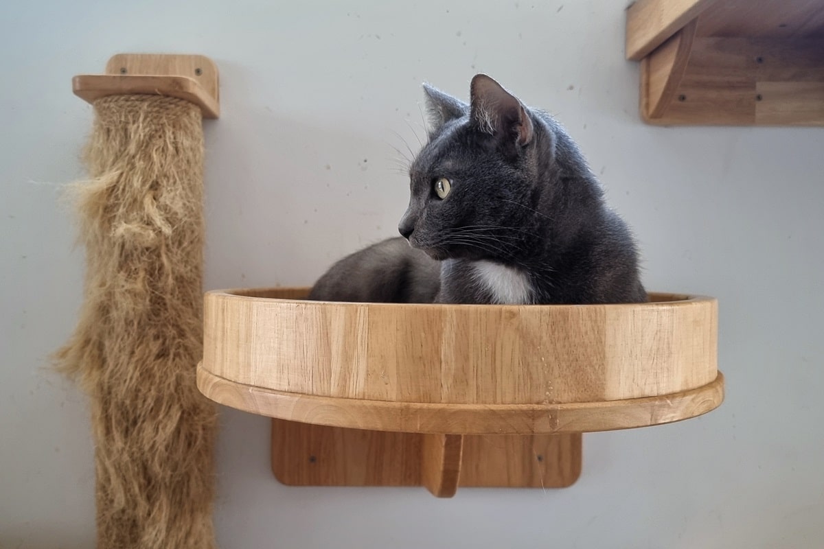 un arbre à chat design