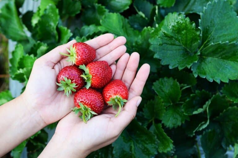 fraises tout juste cueillies dans le jardin