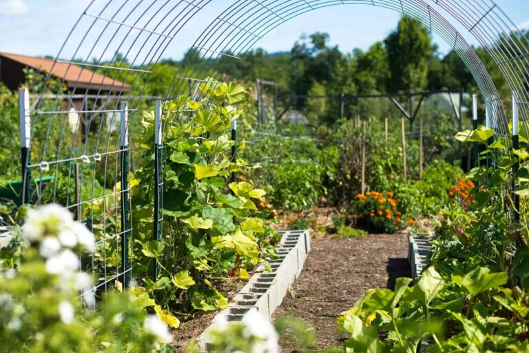 joli potager avec une variété de légumes