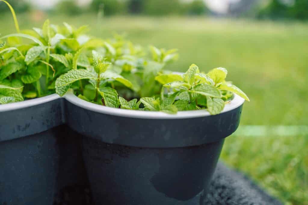 menthe en pot dans le jardin