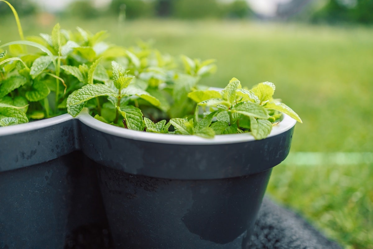 menthe en pot dans le jardin