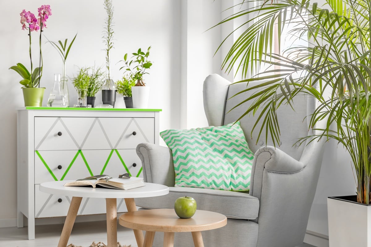 salon avec des plantes