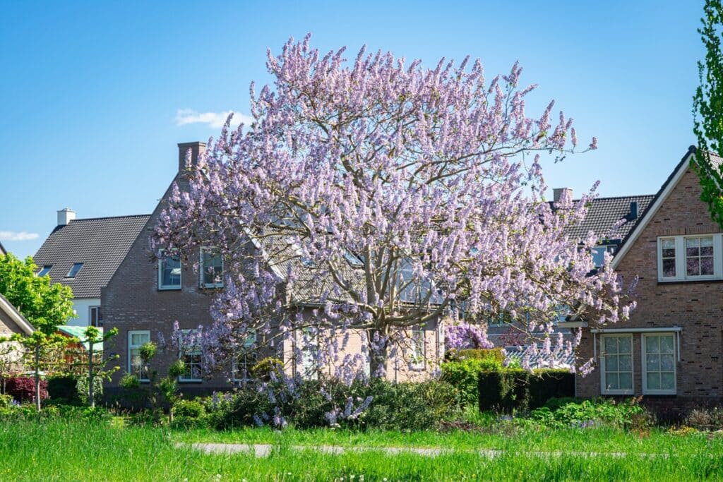 un paulownia en fleur près de maisons
