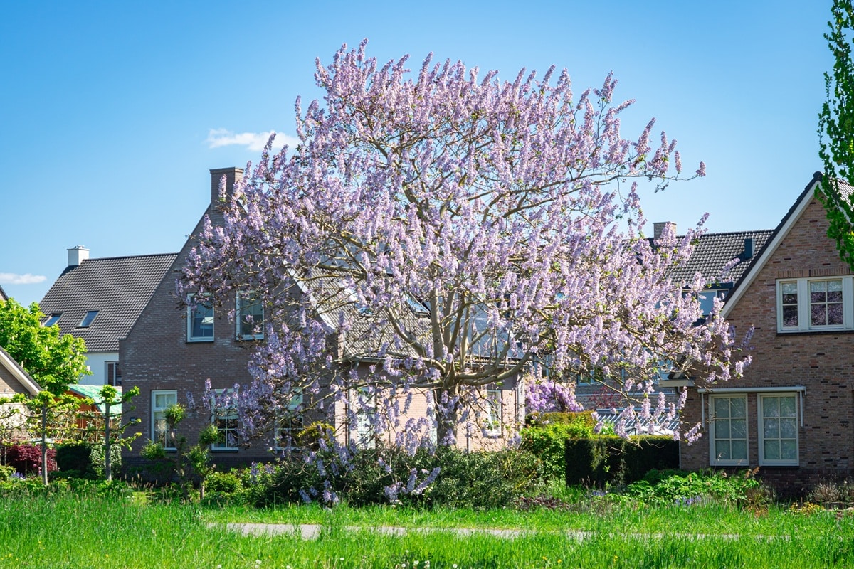 un paulownia en fleur près de maisons