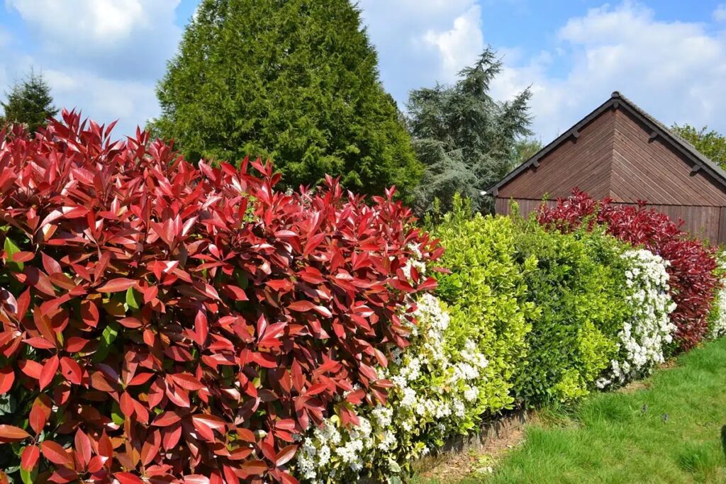 belles haie avec différentes plantes