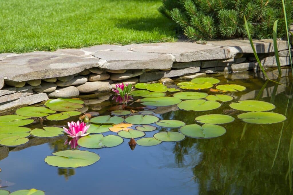 plantes aquatiques dans un bassin