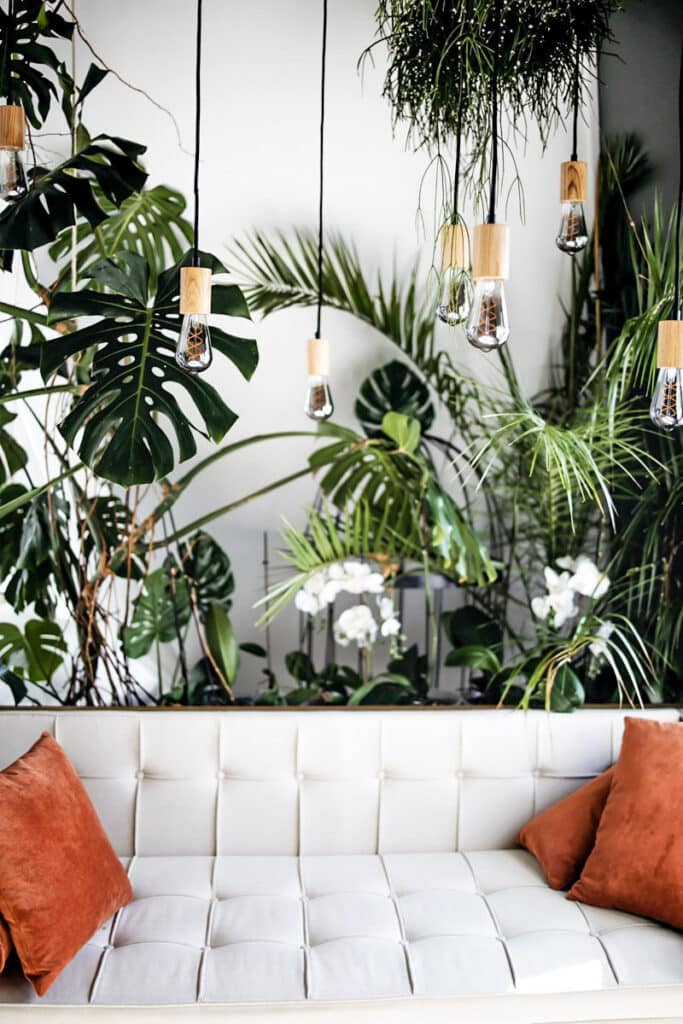 plantes derrière un canapé