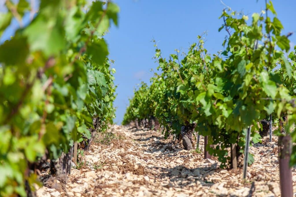 vignoble en languedoc