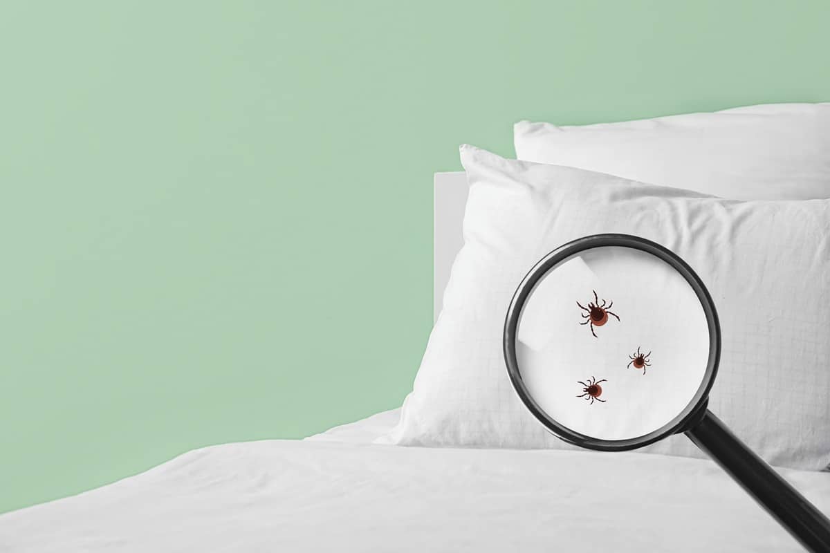 acariens sur la literie