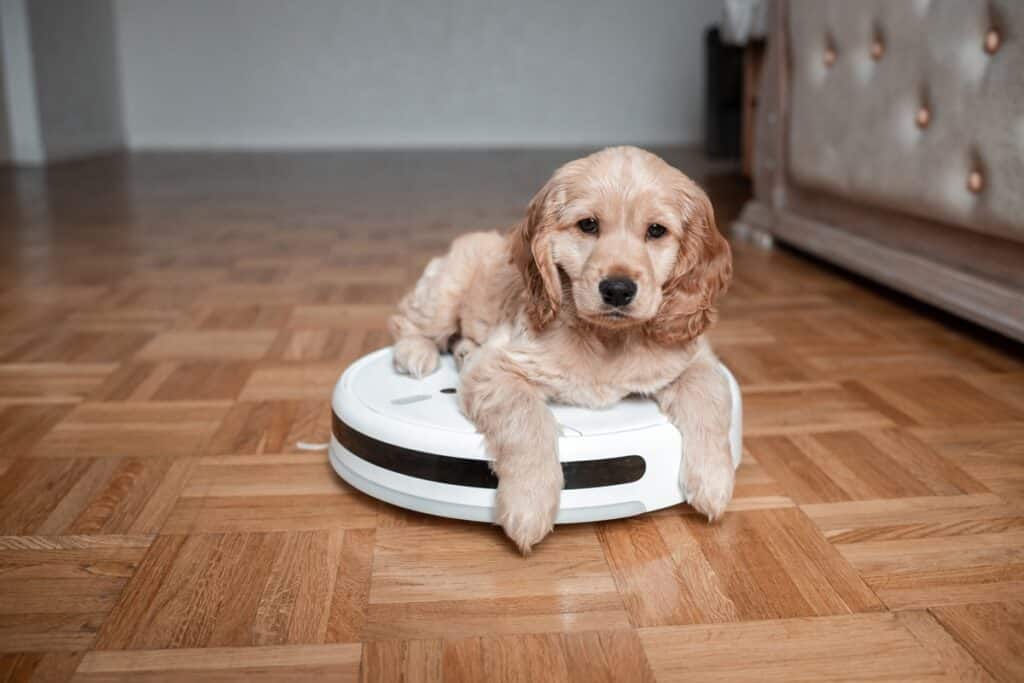 chien posé sur un robot aspirateur