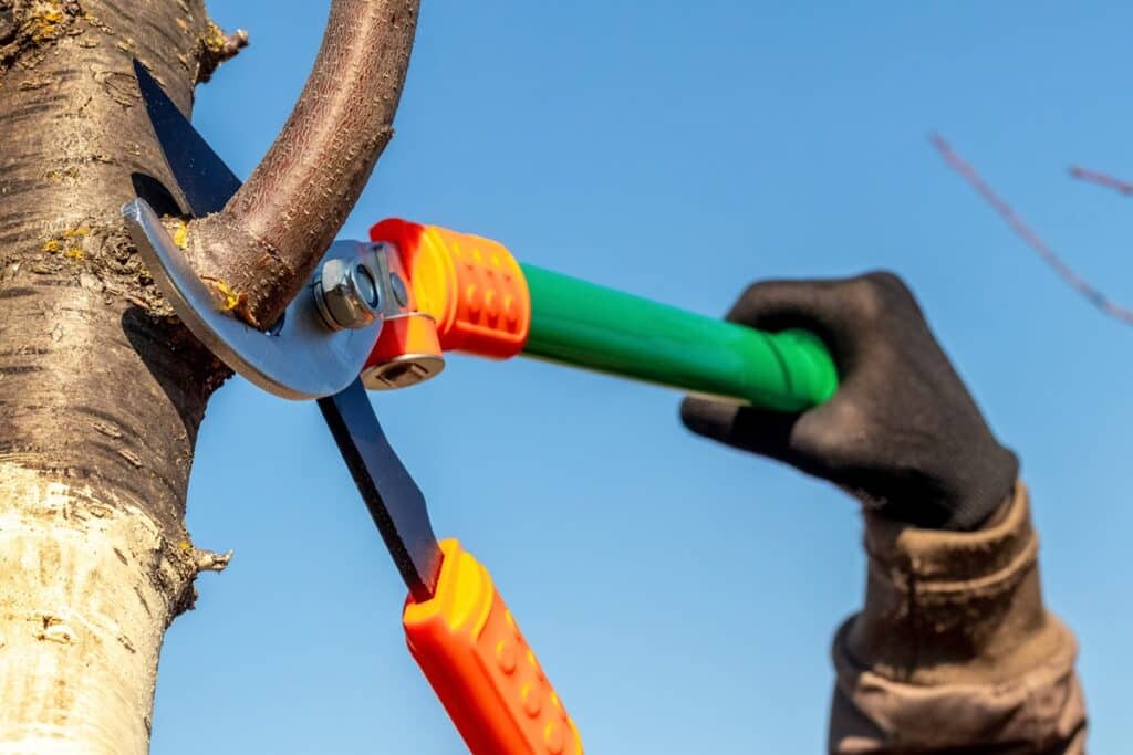 professionnel qui élague un arbre