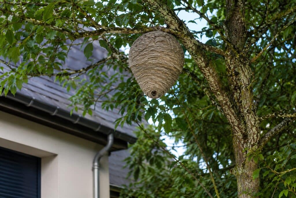 nid de frelons près d'une maisons à La Motte-Servolex