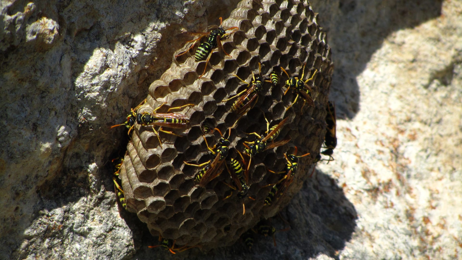 Nid de guêpes ou de frelons à La Motte-Servolex : que faire face à une infestation ?
