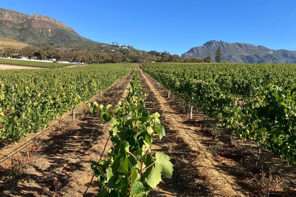 les vignes de Groot Constantia